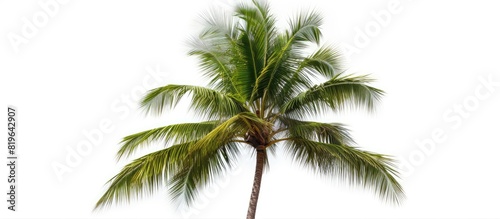 Isolated coconut palm tree on a white background with copy space image available