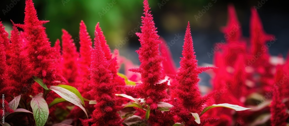A vibrant crimson amaranth flower with a long tail blossomed beautifully in the garden ideal for a copy space image A vibrant crimson amaranth flower with a long tail blossomed beautifully in the garden ideal for a copy space image