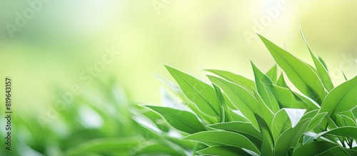 Tropical plant with small green leaves creating a green leaves background in the copy space image