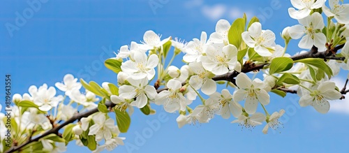 An apple tree branch in bloom with white flowers against a backdrop of a clear blue sky providing a serene copy space image