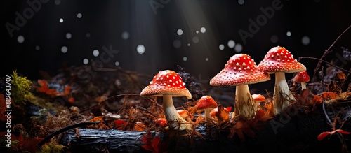 Avoid consuming Amanita muscaria mushrooms as they are highly toxic. Copy space image. Place for adding text and design photo