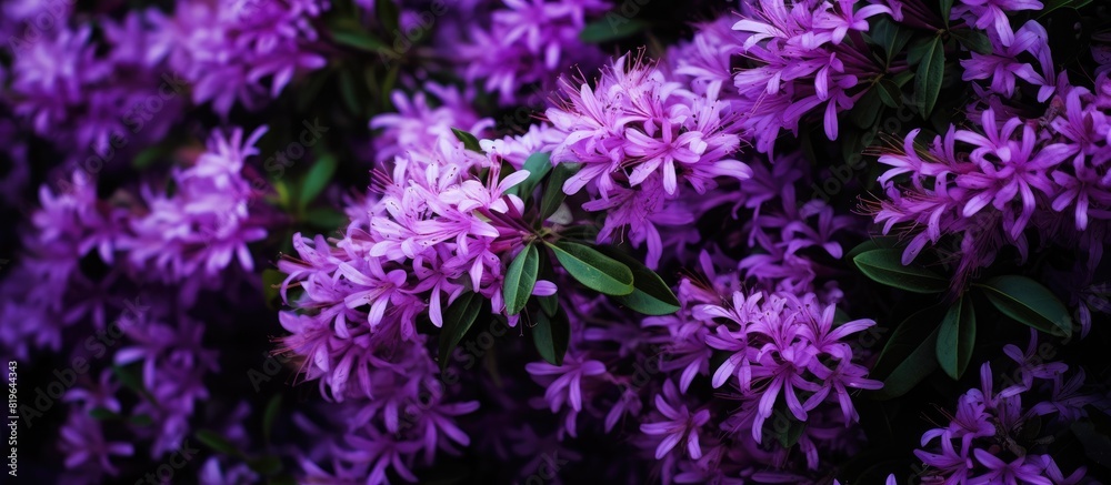 A detailed capture of a dense bush showcasing beautiful purple flowers with copy space image A detailed capture of a dense bush showcasing beautiful purple flowers with copy space image