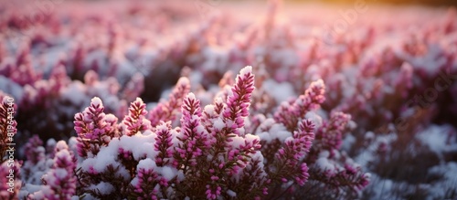 Beautiful evergreen shrub with pink white magenta and lilac flowers blooming in winter known as Calluna vulgaris or common heather ling or simply heather Close up copy space image in North Europe photo