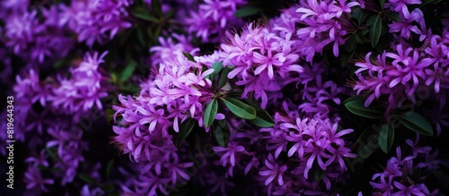 A detailed capture of a dense bush showcasing beautiful purple flowers with copy space image