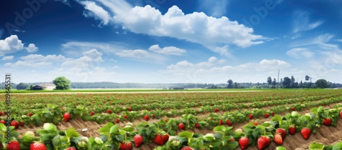 Rural farm scene featuring a strawberry field with ample copy space image