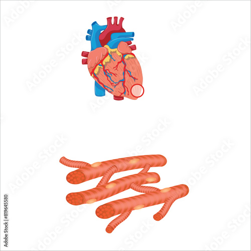 cardiac muscle vector