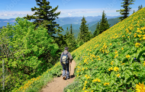 Man using a tree branch as a hiking pole and hiking Dog Mountain trail. Yellow balsamroot wildflowers cover the mountain side. Washington State. photo