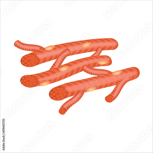 cardiac muscle vector