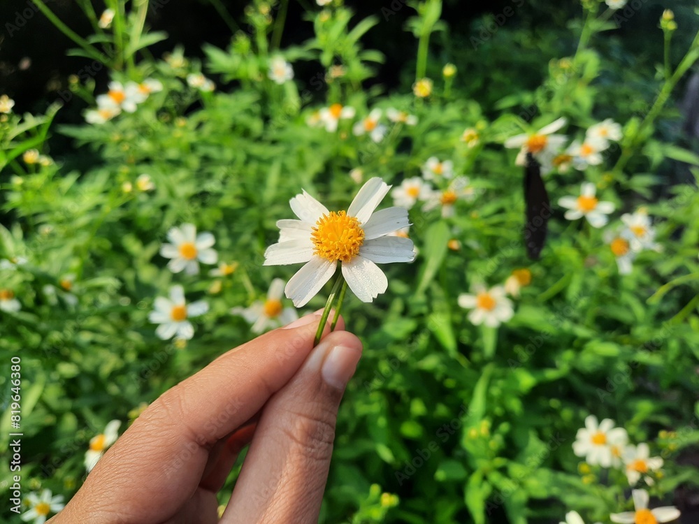 Photo of a hand holding a ring made of daisy wildflowers with a background of daisy wildflower trees and butterfly Photo of a hand holding a ring made of daisy wildflowers with a background of daisy wildflower trees and butterfly