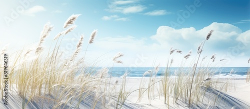 Fototapeta Naklejka Na Ścianę i Meble -  Sunny winter day at the beach grass with sand dunes with beautiful copy space image