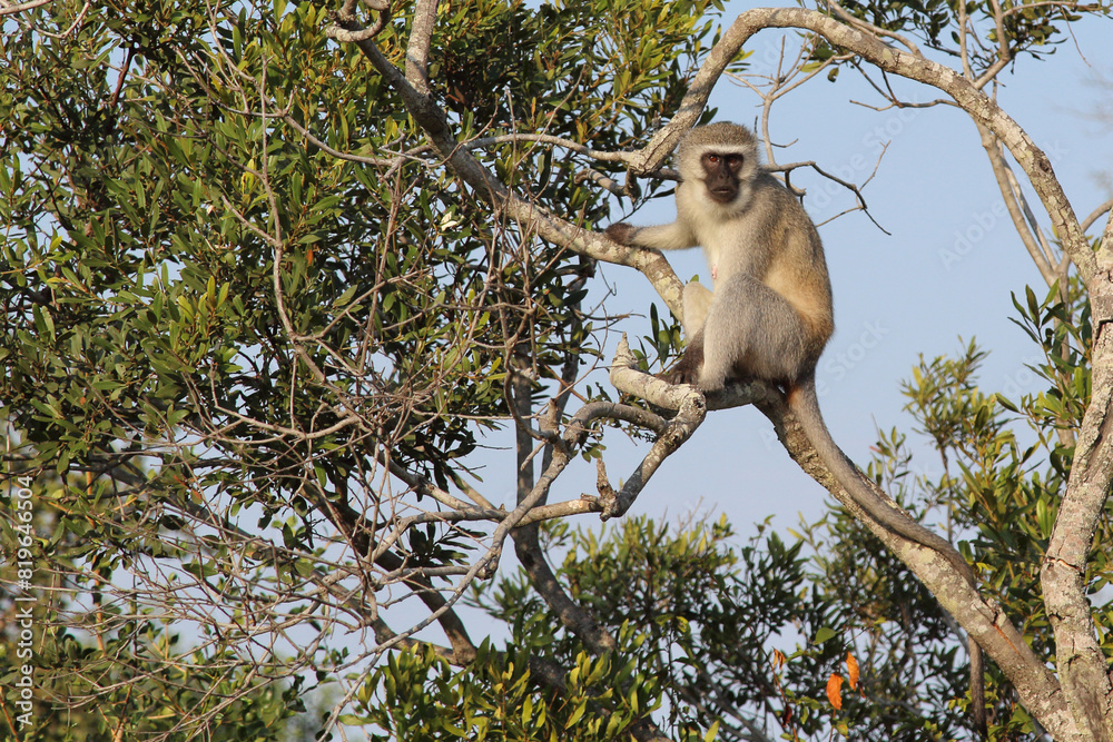 Obraz premium Grüne Meerkatze / Vervet monkey / Cercopithecus aethiops .