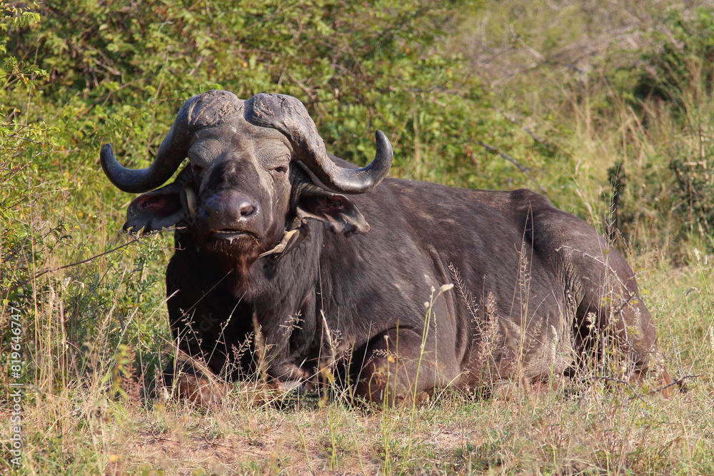 Kaffernbüffel / African buffalo / Syncerus caffer Kaffernbüffel / African buffalo / Syncerus caffer