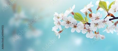 Blooming apple tree branch in spring displaying flowers against a blurred background perfect as a copy space image