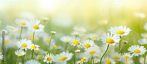 Early summer shot of a field filled with wild chamomile flowers with plenty of copy space for an image