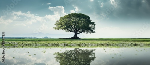 A scenic landscape featuring a paddy field with a large tree ideal for a copy space image