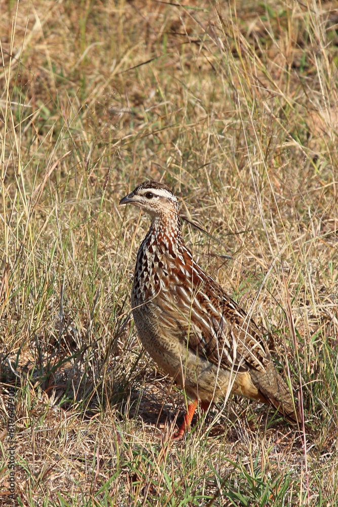 Schopffrankolin / Crested francolin / Francolinus sephaena Schopffrankolin / Crested francolin / Francolinus sephaena