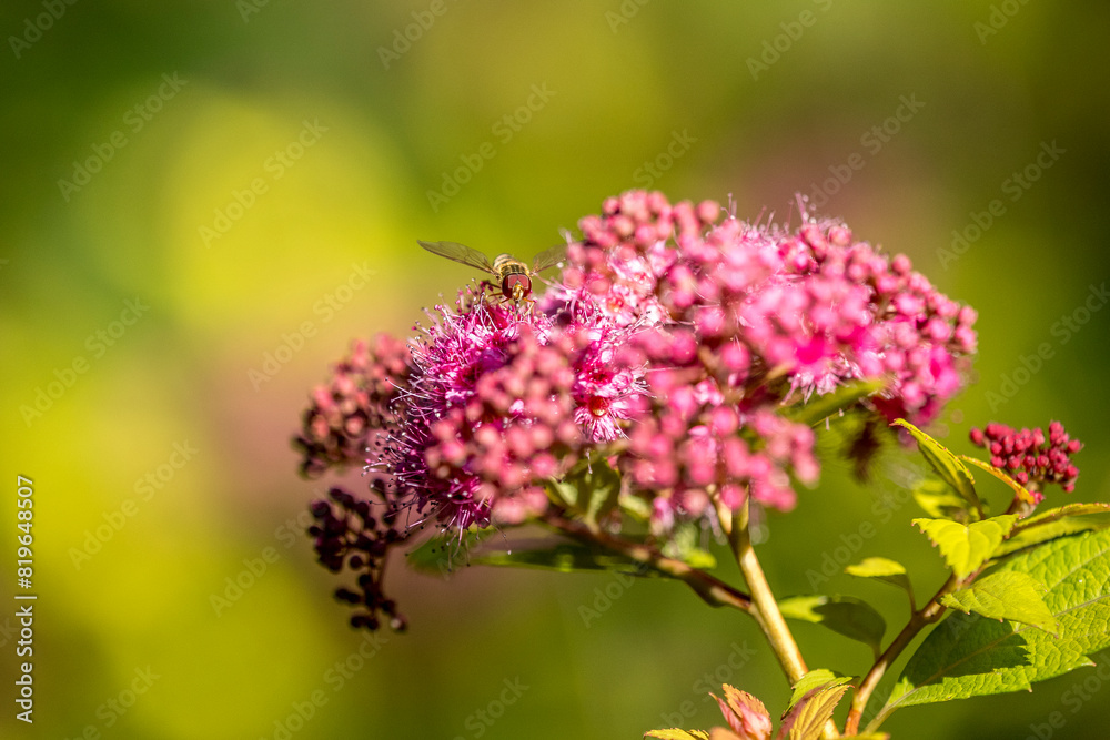 Syrphe (Episyrphus balteatus) in flight, attracted by a Japanese spirea Syrphe (Episyrphus balteatus) in flight, attracted by a Japanese spirea