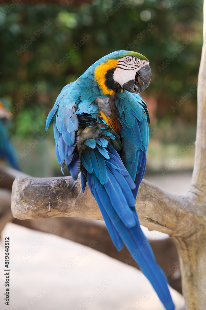 Obraz premium close up one Blue-and-yellow macaw parrot 