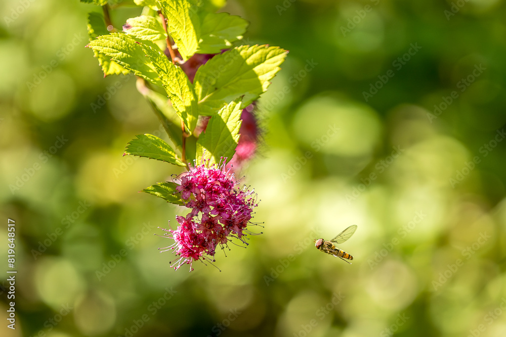 Syrphe (Episyrphus balteatus) in flight, attracted by a Japanese spirea Syrphe (Episyrphus balteatus) in flight, attracted by a Japanese spirea