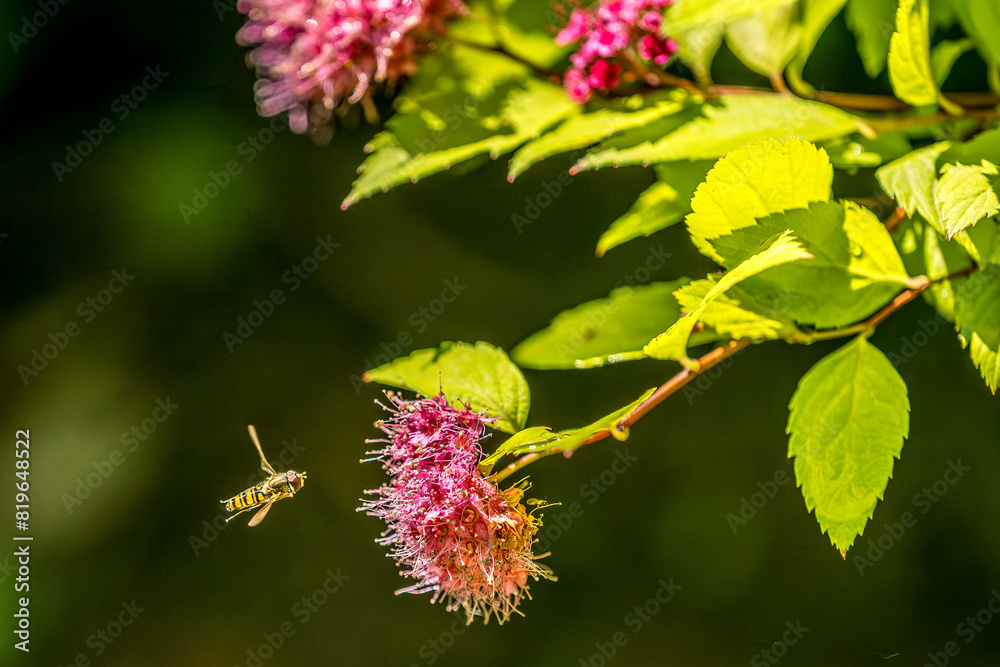 Syrphe (Episyrphus balteatus) in flight, attracted by a Japanese spirea Syrphe (Episyrphus balteatus) in flight, attracted by a Japanese spirea