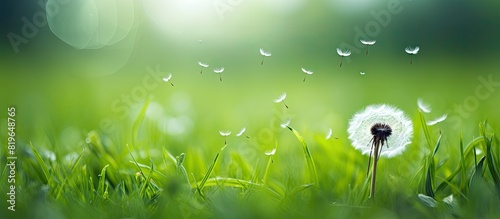 Macro image of delicate dandelion seed head with intricate white seedings in green grass creating a beautiful composition with copy space image