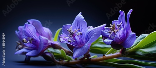 Ohio Spiderwort flower buds Latin name Tradescantia ohiensis. Copy space image. Place for adding text and design photo