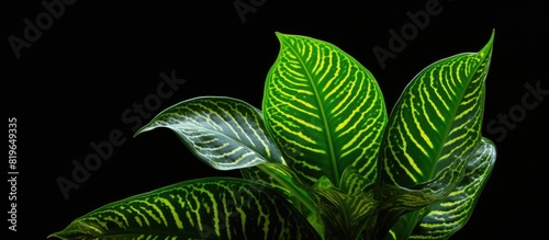 A variegated Dieffenbachia sp leaf with a copy space image photo