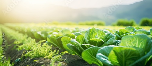 Closeup of Chinese cabbage on an organic farm with a field background providing a clear view for a copy space image