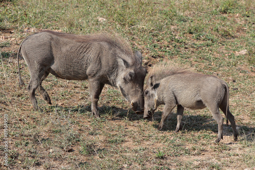 Warzenschwein / Warthog / Phacochoerus africanus..