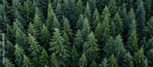 Bird s eye view of pine trees presenting a scenic copy space image