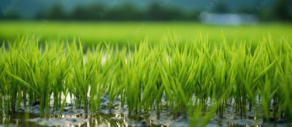 Obraz premium Green rice fields filled with life giving water showing growing rice after first rains of the rainy season Also showing what happens when the water is too deep and young rice drowns. Copy space image