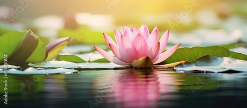 Fototapeta Naklejka Na Ścianę i Meble -  Blooming pink lotus flower in a basin with green leaves under natural daylight Ideal for a copy space image
