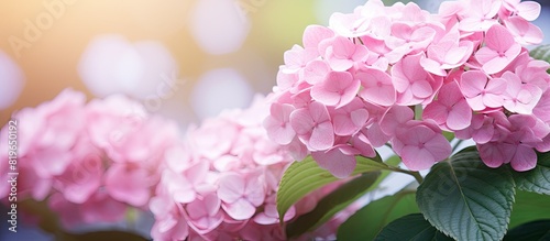Close up of pink flowers blooming on a hydrangea plant with a copy space image