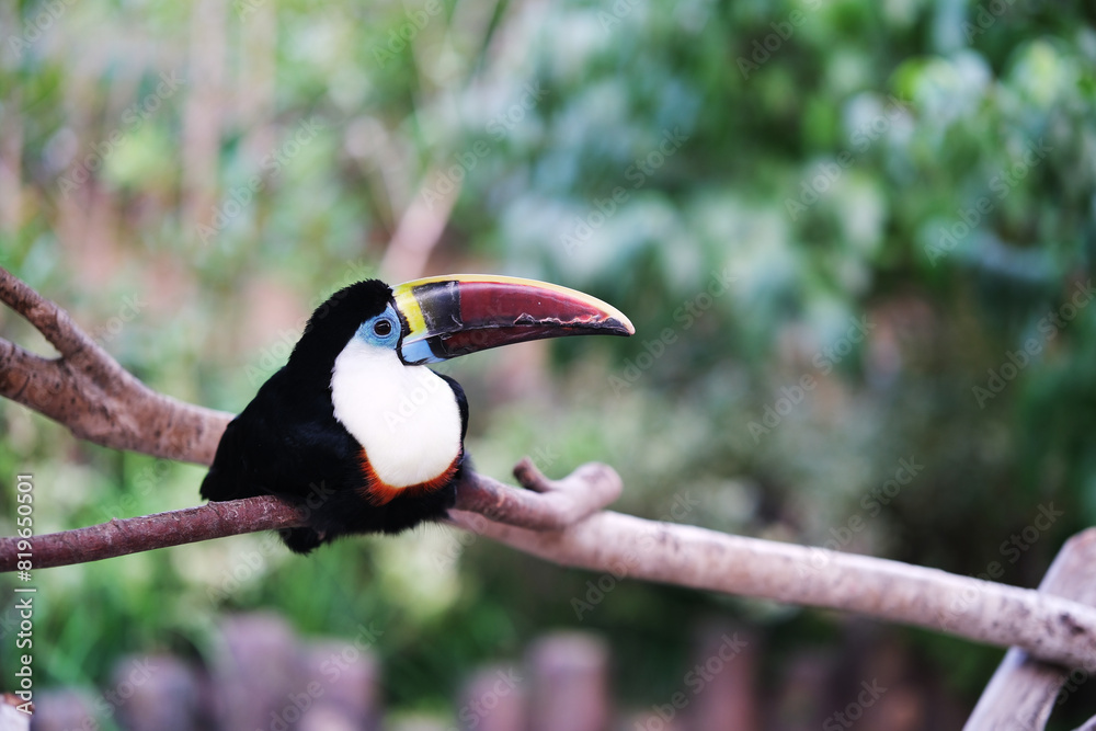Fototapeta premium red billed toucan bird in zoo