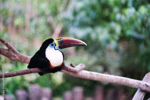 red billed toucan bird in zoo