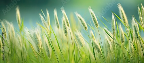 Selective focus on weed grass seeds in the paddy field includes Setaria viridis Setaria pumila and Setaria parviflora against a grassy background with copy space image photo