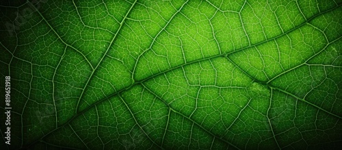Macro photograph of green leaf structure with intricate details on a textured background ideal for a copy space image