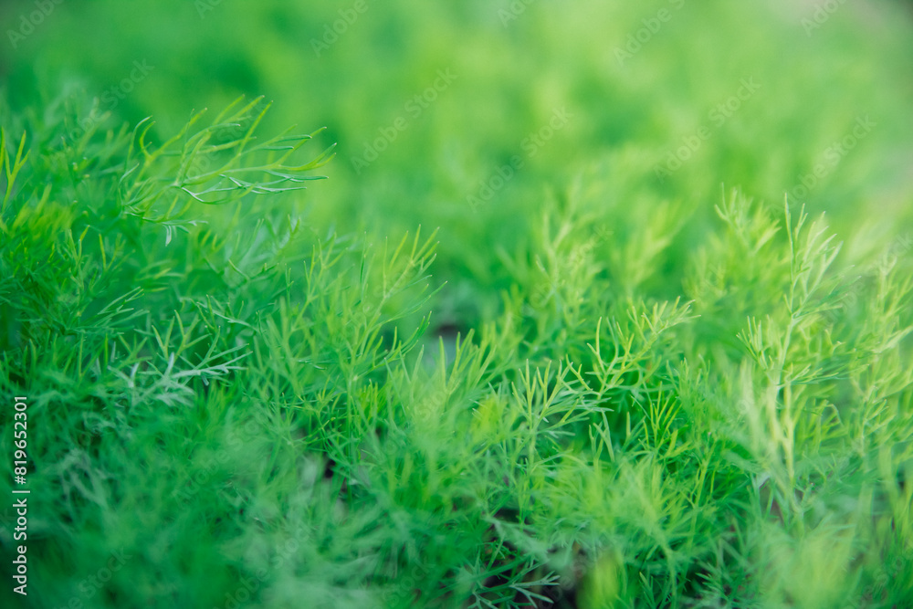 Obraz premium Green dill leaves in the garden. Organic farm. Healthy eating. Foods rich in vitamins. Agricultural industry. Natural background. Fragrant seasoning.