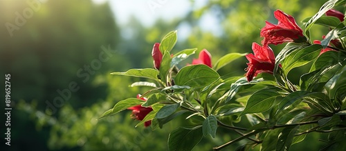 The medicinal Impatiens balsamina rose balsam plant historically used by the Chinese for treating snake bites and fish poisoning is abundantly shown in a picturesque copy space image photo
