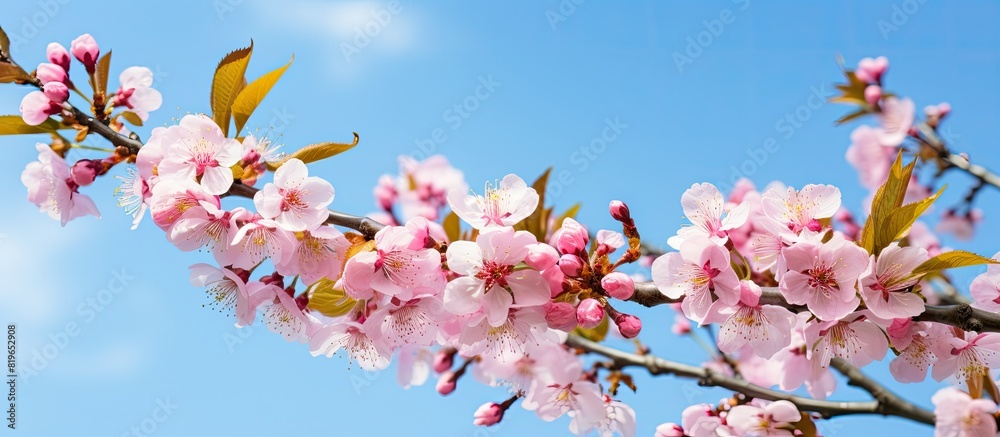 During springtime a vibrant copy space image showcases pink and white plum flowers blooming on a tree against the backdrop of a clear blue sky