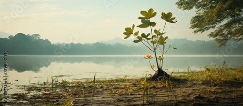 Image showing a peruviana plant on a tranquil lake with ample copy space photo