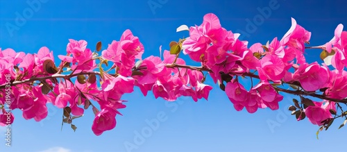 Bougainvillea a thorny ornamental plant in the Nyctaginaceae family features stunning colors against a clear blue sky in the copy space image