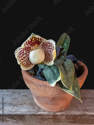 Closeup vertical view of lady slipper orchid species paphiopedilum godefroyae var leucochilum in pot with creamy white and red flower isolated on black background photo