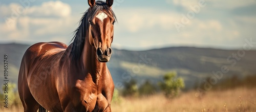 A domestic horse a domesticated descendant of a wild horse is a member of the equine family within the equidae order perfectly suited for a copy space image photo
