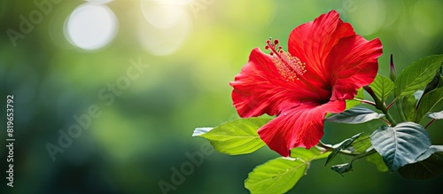 Vivid red hibiscus bloom framed by lush green foliage against a blurred bokeh background perfect as a copy space image