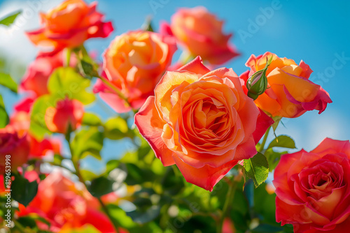 flowers by ai  beautiful orange and pink roses in full bloom against blue sky background on a sunny day  vibrant colors  photorealistic    ai-generated 