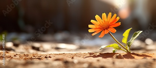 Close up image of an orange dhak flower on the ground with daylight illumination and ample copy space image photo