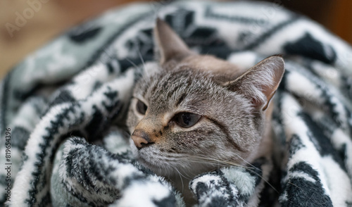毛布から顔を出す猫　シャムトラ猫 © rai
