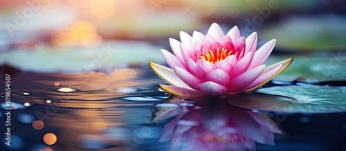 A beautiful water lily floating in a serene pond with vibrant colors and delicate petals providing a stunning copy space image photo