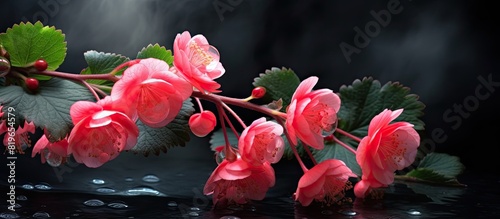 Begonia strawberries inflorescences are in full bloom creating a beautiful scene in the copy space image photo